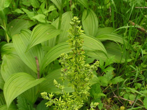 veratrum viride